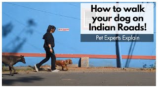 How to walk your dog on Indian Roads❓ Pet behaviour expert Shivani Kuthe explains