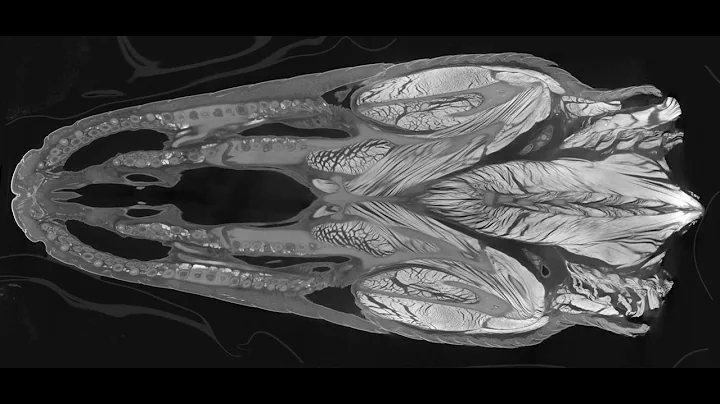 2016 FASEB BioArt Winners: Paul M. Gignac and Nath...