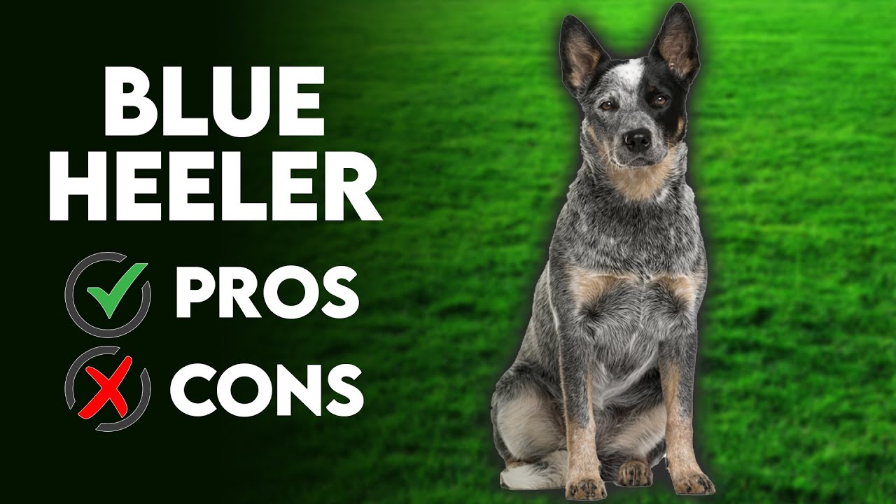 Blue HeelerThe Pros & Cons of Owning One YouTube