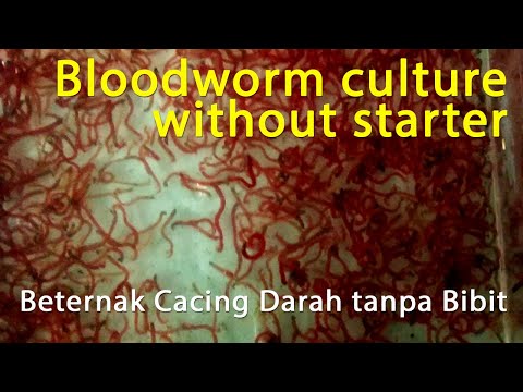 Video: Cara Menumbuhkan Cacing Darah