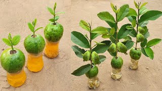 How to Grating Guava tree In A Glass Of Water