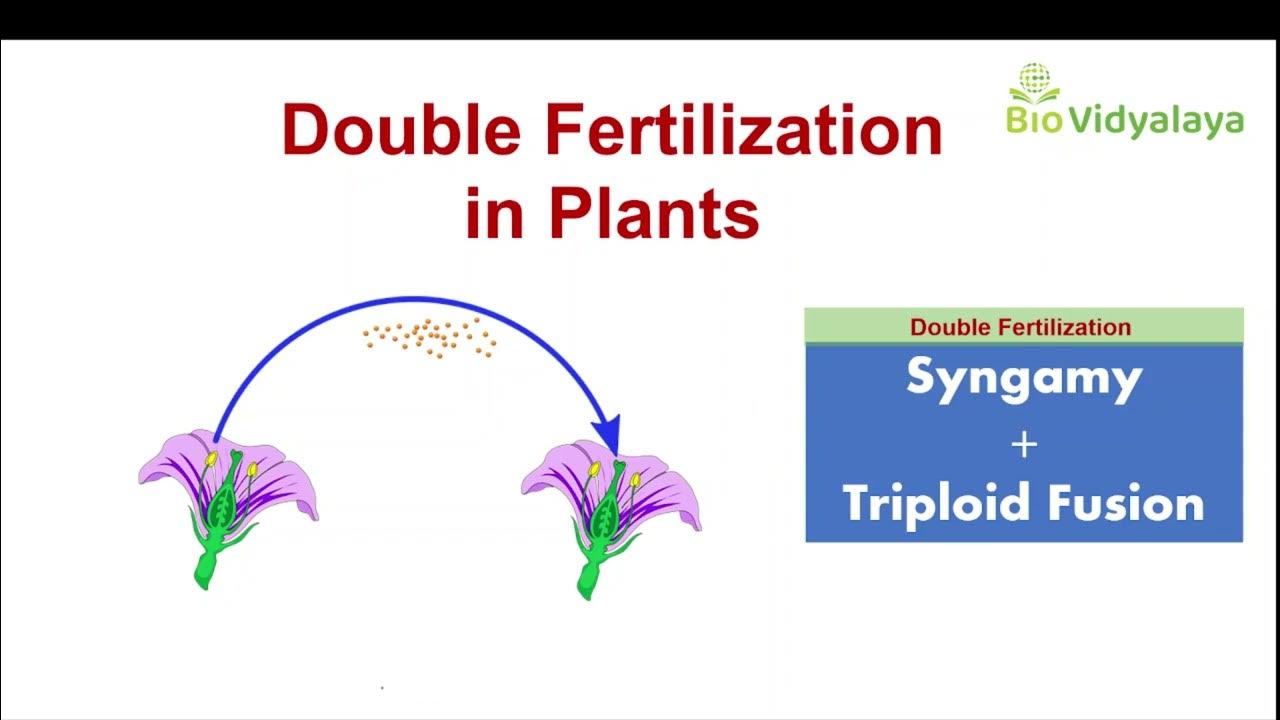 Double Fertilization in Plants double fertilization in flowering