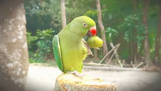 Parrot talk everything.