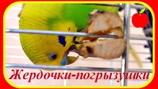 Жердочки-погрызушки,веточки для попугая//Уход за попугаем Жердочки-погрызушки,веточки для попугая//Уход за попугаем