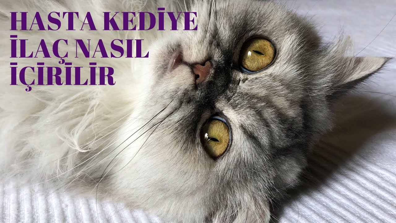 kedi bakimi youtube kedi evcil hayvanlar hayvan