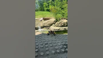 Tiger Cooling Off ViralHog 