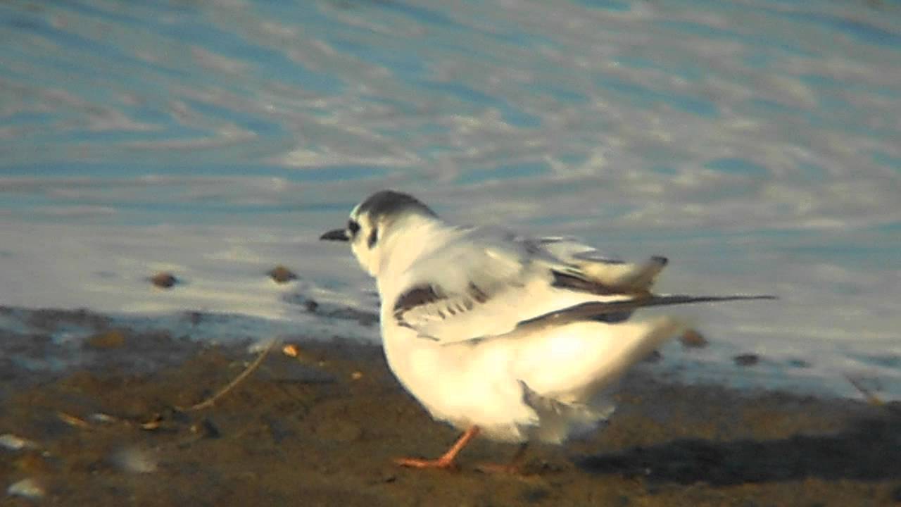 photography en español Little Gull (Close video)