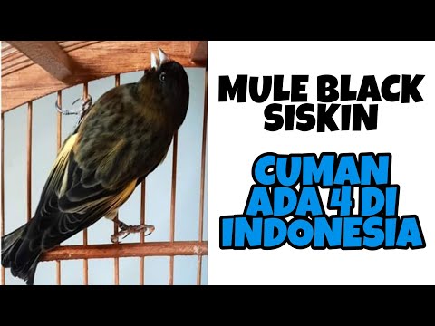 Video: Kenari Hitam