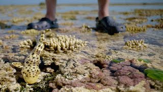 Sir David Attenborough and His Crew Race to Film a Walking Shark Sir David Attenborough and His Crew Race to Film a Walking Shark