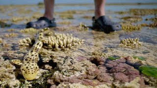 Sir David Attenborough and His Crew Race to Film a Walking Shark