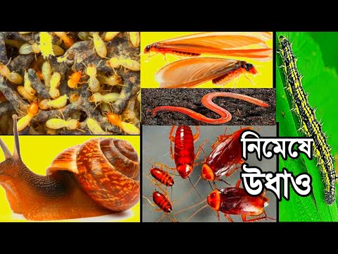 ভিডিও: রুটির পোকা মোকাবেলার উপায়