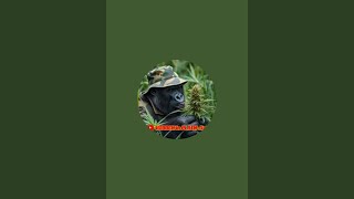 HIDDENinPLAINsight is live