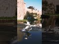 dramatic #cygnets landing in #wells 🦢