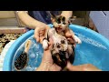【保護猫】子猫ちゃんの初めての入浴シーン。上手にシャンプーできるかな？[Protection cat] Kitten's first bathing scene.