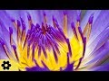 Reiki Meditation Music, Soothing Music, Relaxing Music Meditation, Reiki, Binaural Beats, ✿3232C