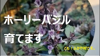 【ホーリーバジル】種まきと育て方♪　[Holy Basil Seeding and Raising] Magic for Seeds and Water ♪ ＃東日本大震災＃地球温暖化