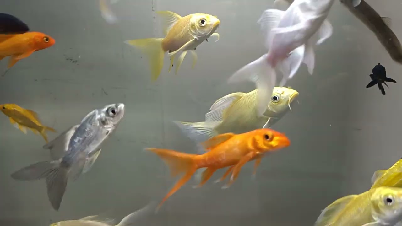 buy fish ，加錦鯉20尾