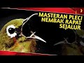 MASTERAN PLECI TEMBAKAN RAPAT // TERAPI PLECI SUPAYA GACOR NEMBAK SEJALUR #masteranpleci