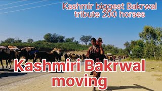 Kashmiri Bakrwal  | Bakrwal ki Hijret | بکروال قبیلے کی ہجرت