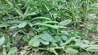 Yetiştirmesi En Kolay Sebze, Şimdi Ekme Zamanı, Bakla Ne Zaman Ekilir, Bakla Nasıl Ekilir Resimi