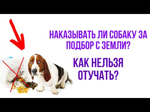 Нужно ли наказывать собаку за подбор? Как нельзя отучать собаку подбору с земли?