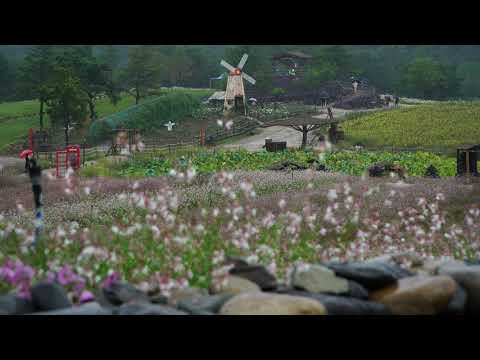 [4K] 철원 고석정 꽃밭 비오는날 평화로운 풍경