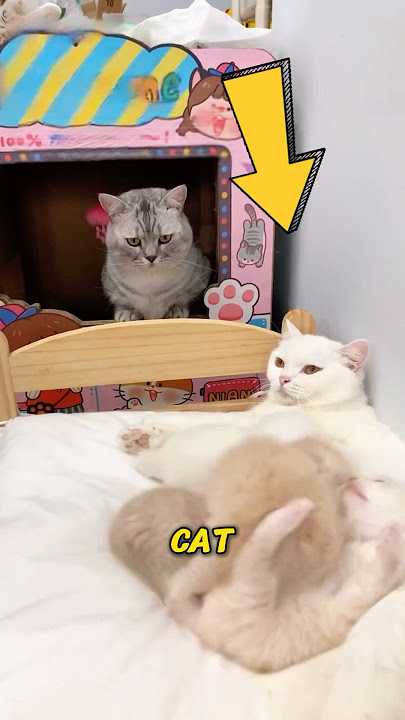 The Cat And Its Seven Kittens