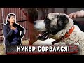 Нукер побежал на маму, не узнав ее сдалека. Я приехала с Фруткемпа, встреча с собаками.