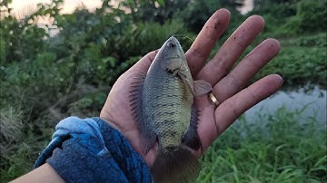 Câu cá thiên nhiên l Kênh Ranh xã Tân Nhựt,Cá giật nhột cả nách.Cá rô nhiều lắm nha ú nu ú nần .