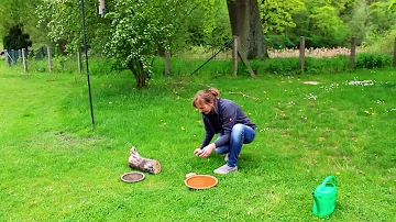 Soll man eine Vogeltränke aufstellen?