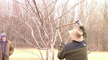 BWCD Plum Tree Pruning With MSU Extension Fruit Educator, Bob Tritten