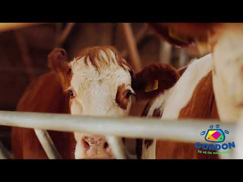 Video: De ce am o sursă de lapte?