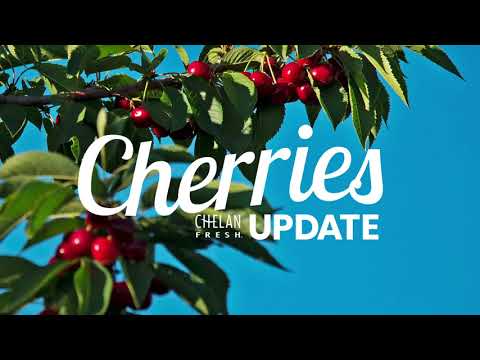 Vídeo: O que são cerejas Chelan - Como cultivar uma variedade de cereja 'Chelan
