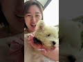 兔崽子组合完整了,籽籽欢迎加入我们大家庭西高地万物可爱计划萌宠出道计划