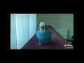 Muhabbet Kuşu TikTok Videoları
