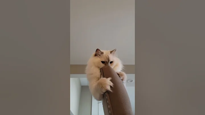 Video 9091981: ragdollcat cutecat cat, ragdollcat cat pets, cutecat catplaying, cat playing cutecat