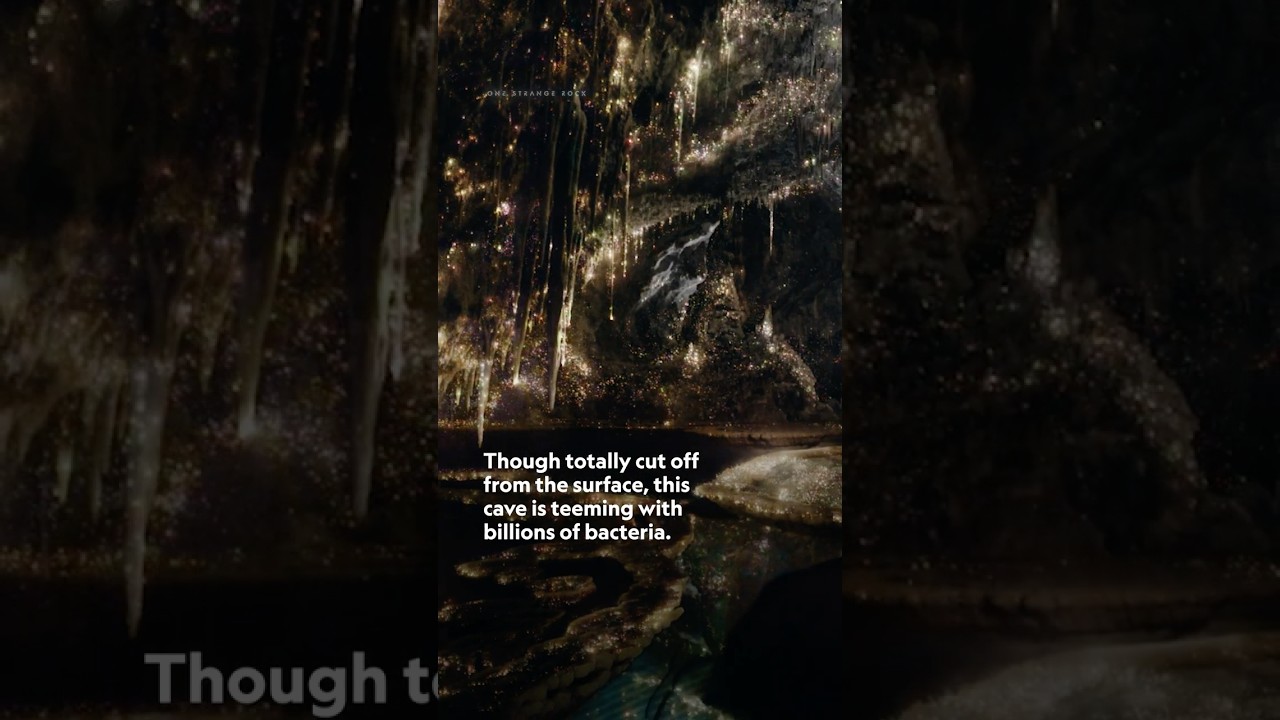 ⁣Step into a world beneath the surface that's teeming with life. #OneStrangeRock #StepIntoWonder