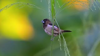 Nikonz5ii with small birds