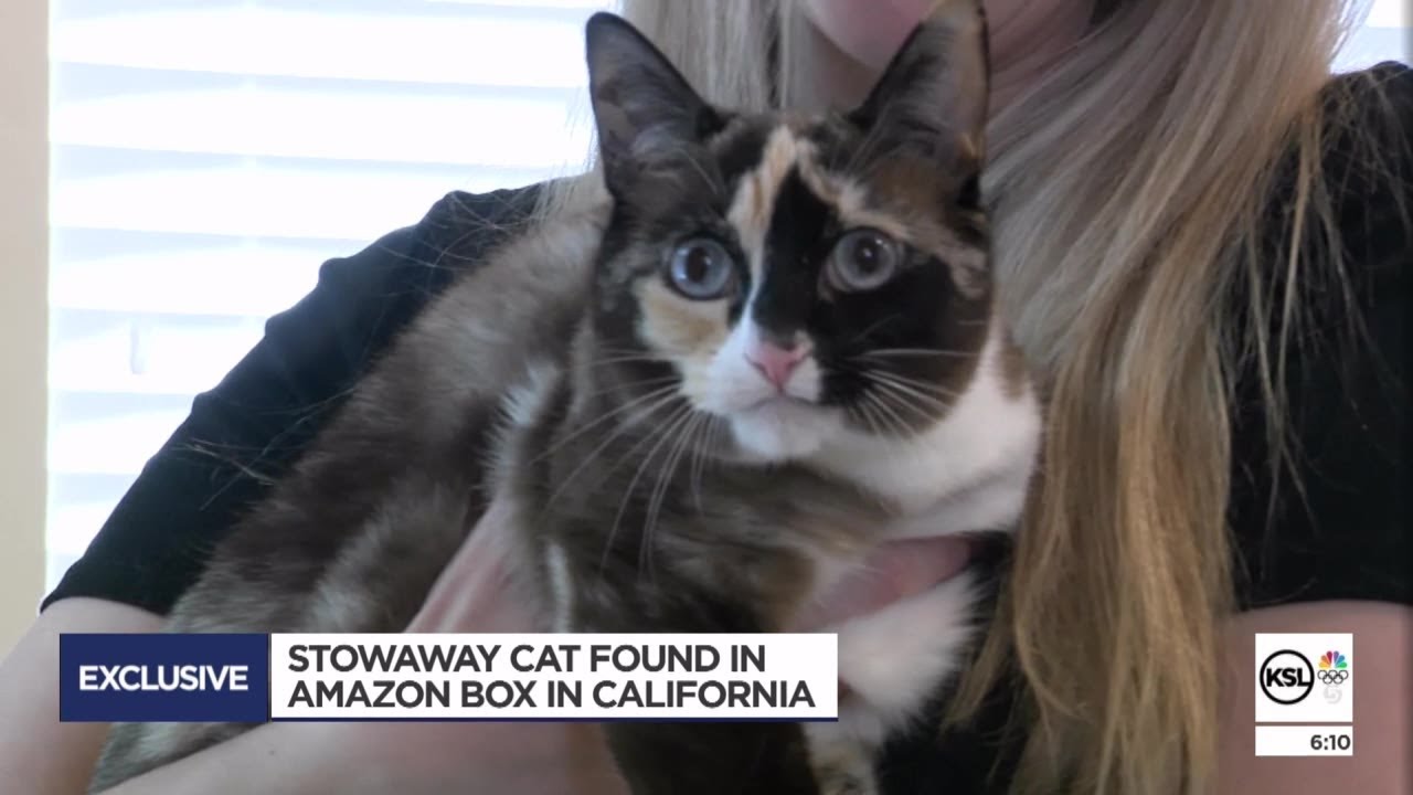 Utahns reunited with pet cat they accidentally shipped with Amazon ...