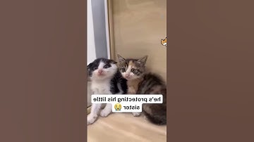Thumbnail of Interesting pet videos! #cat #dog #pets #music #meme #funny
