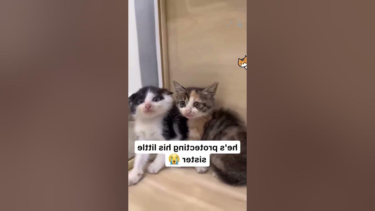 Interesting pet videos! #cat #dog #pets #music #meme #funny