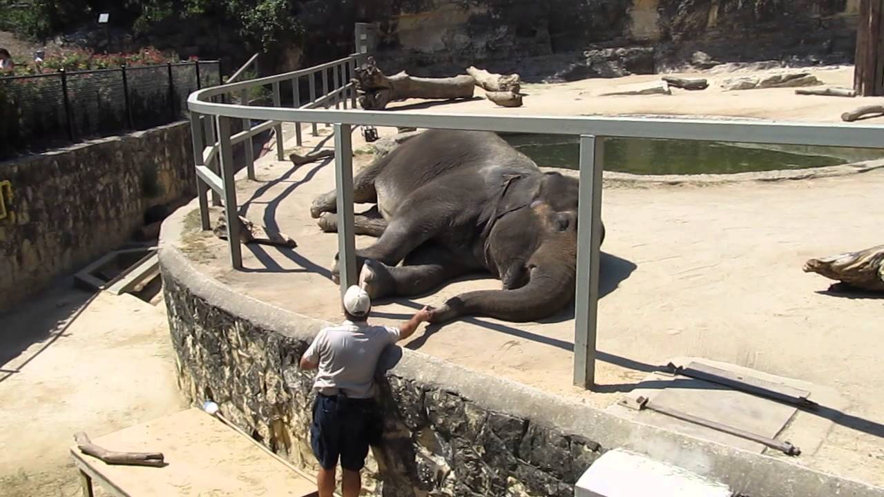 elephant trumpet YouTube