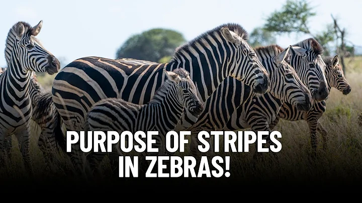The Surprising Reason Why Zebras Have Stripes!
