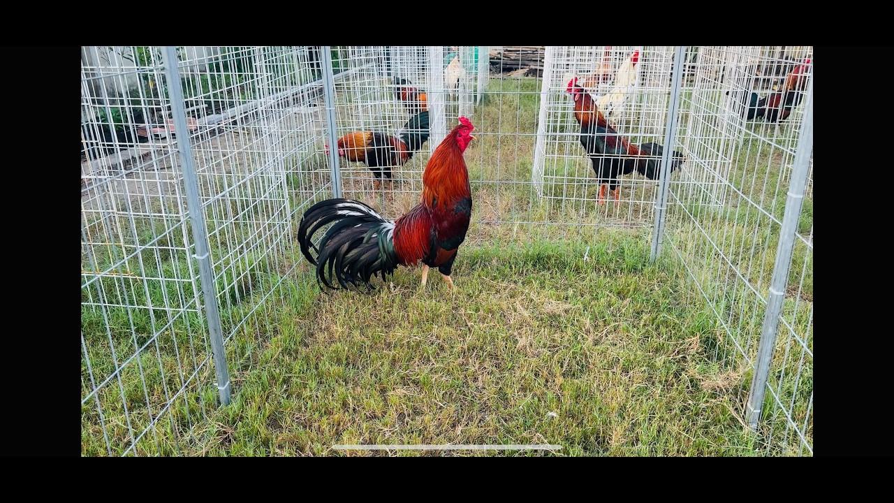 Trại gà minh thành