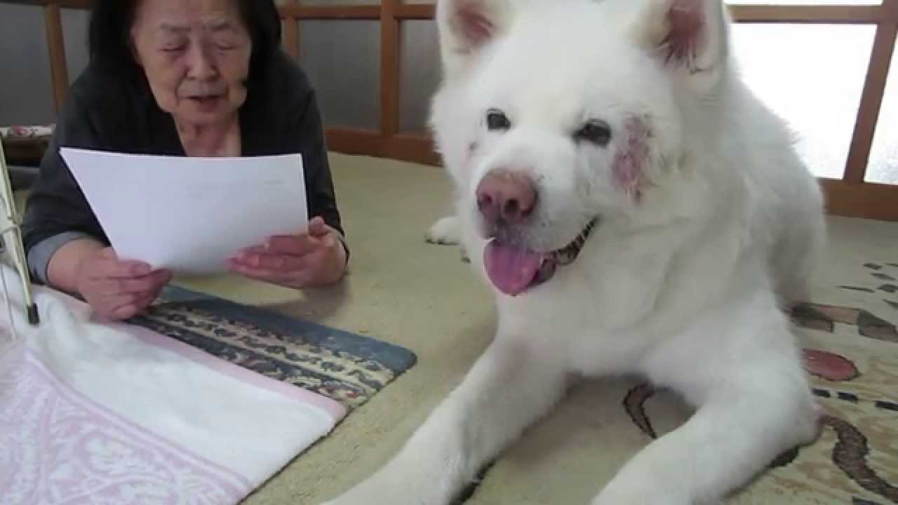 秋田犬げんき げんきｂｏｏｋ開封の儀がグダグダになる Akita Dog Youtube