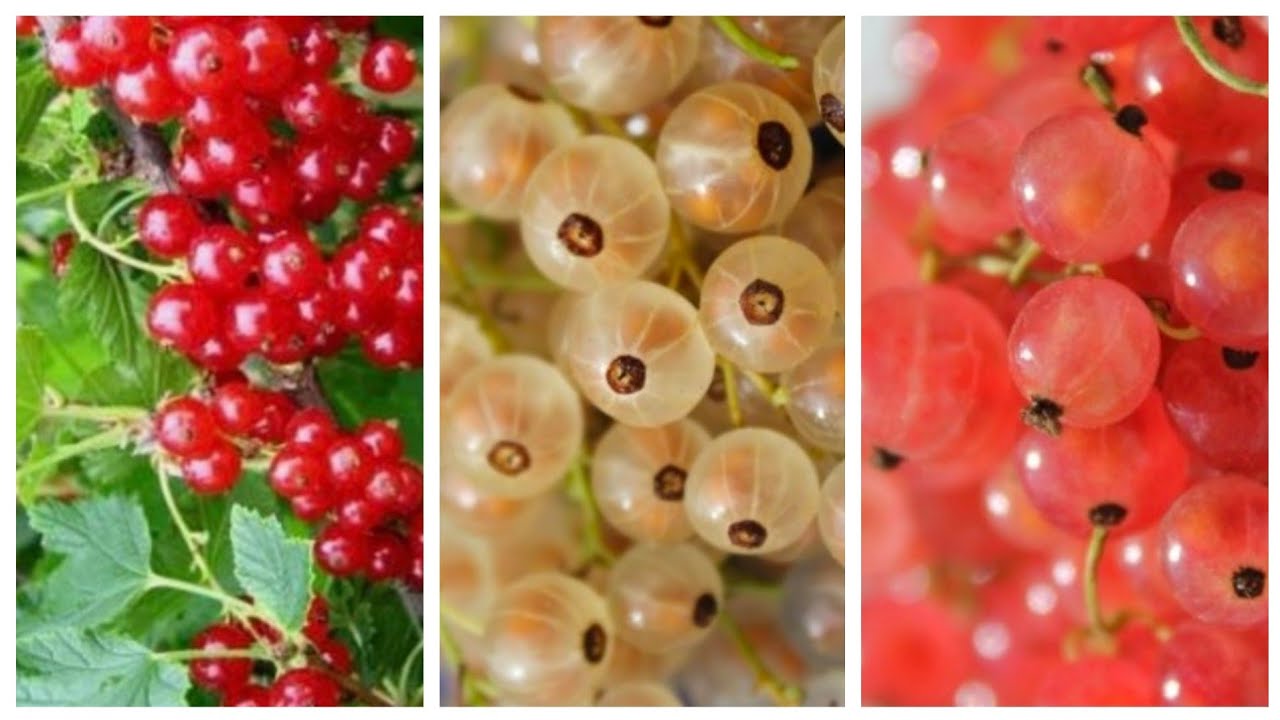 Řez červeného, bílého a růžového rybízu 2026 - od výsadby do plné plodnosti