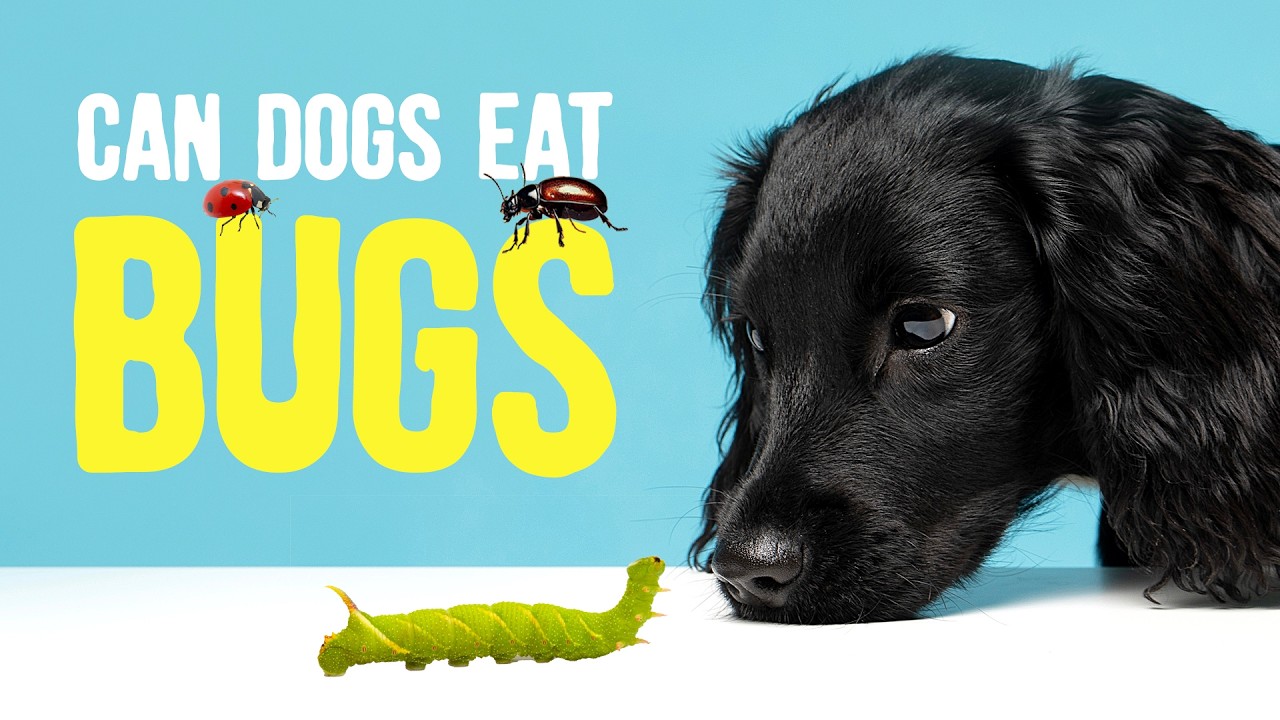 View of What If My Dog Eats A Bug - YouTube