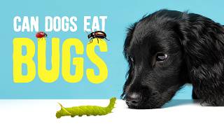 What If My Dog Eats A Bug