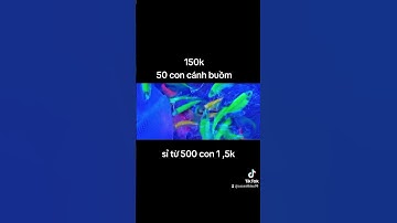 buồm dạ quang 5 màu