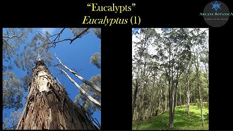 Eucalyptus Theory - Eucalyptus spp. ID - Part 1
